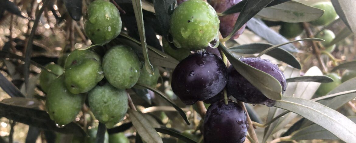 Ja pots comprar els olis Mas Curró en línia!