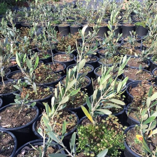 Proyect. Recuperación Vera del Vallès (4)