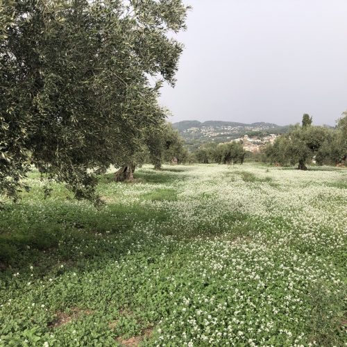 Vera del Vallès olivas y oliveras (33)