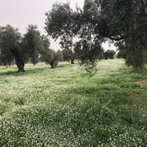 Vera del Vallès olivas y oliveras (35)