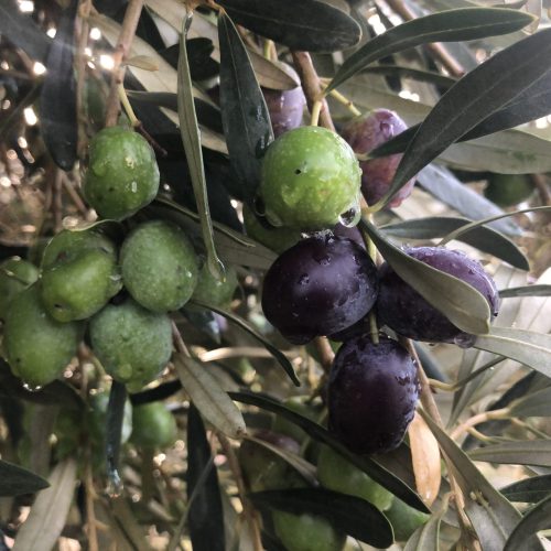 Ja pots comprar els olis Mas Curró en línia!